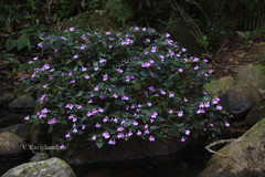 Impatiens cordata